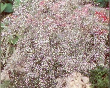 Šater latnatý 'Bristol Fairy'