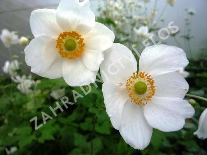 Sasanka japonská 'Honorine Jobert' - Anemone hupehensis 'Honorine Jobert'