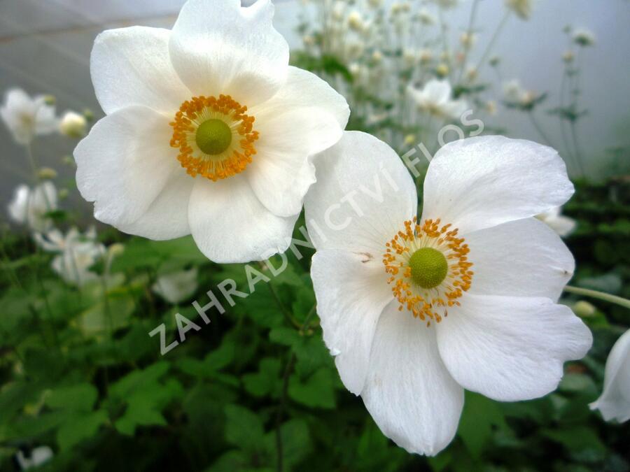 Sasanka japonská 'Honorine Jobert' - Anemone hupehensis 'Honorine Jobert'