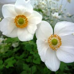 Sasanka japonská 'Honorine Jobert' - Anemone hupehensis 'Honorine Jobert'