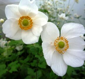 Sasanka japonská 'Honorine Jobert' - Anemone hupehensis 'Honorine Jobert'