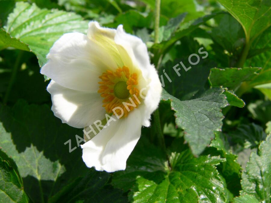 Sasanka japonská 'Honorine Jobert' - Anemone hupehensis 'Honorine Jobert'