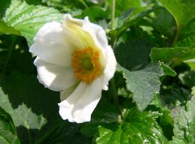 Sasanka hupejská 'Honorine Jobert' - Anemone hupehensis 'Honorine Jobert'