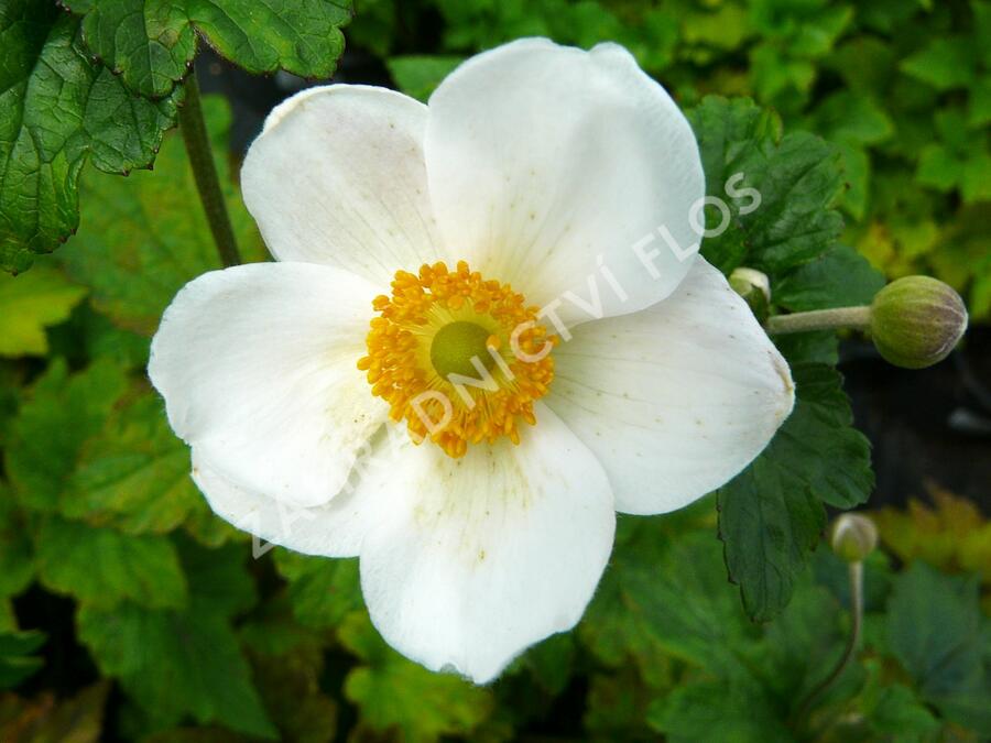 Sasanka japonská 'Honorine Jobert' - Anemone hupehensis 'Honorine Jobert'