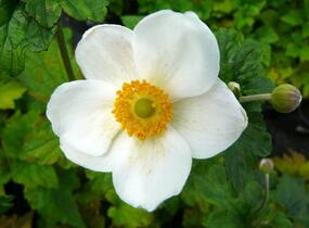 Sasanka hupejská 'Honorine Jobert' - Anemone hupehensis 'Honorine Jobert'