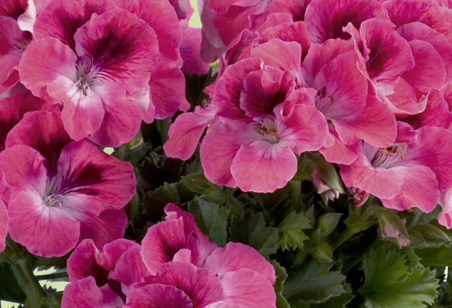 Muškát, pelargonie velkokvětá 'Aristo Salmon' - Pelargonium grandiflorum 'Aristo Salmon'