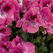 Muškát, pelargonie velkokvětá 'Aristo Salmon' - Pelargonium grandiflorum 'Aristo Salmon'