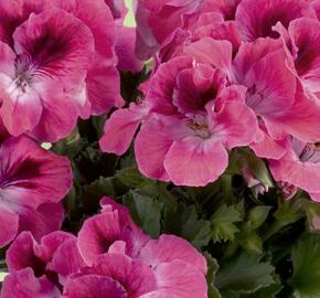 Muškát, pelargonie velkokvětá 'Aristo Salmon' - Pelargonium grandiflorum 'Aristo Salmon'