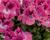 Muškát, pelargonie velkokvětá 'Aristo Salmon'