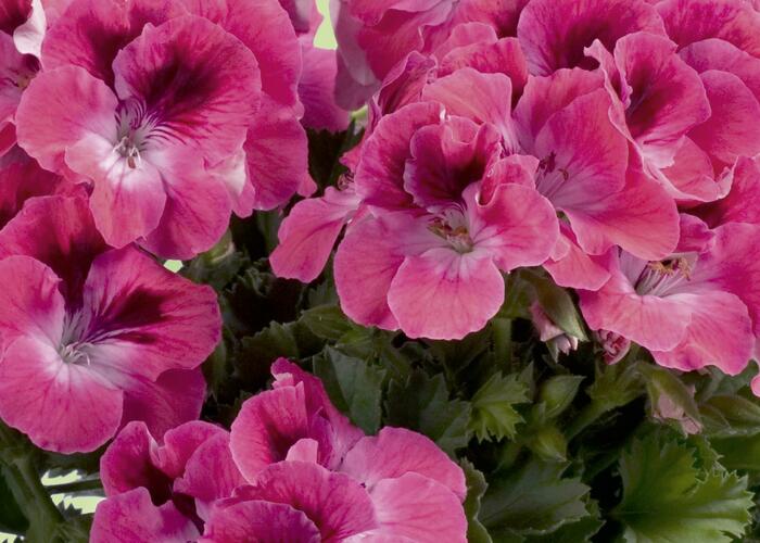 Muškát, pelargonie velkokvětá 'Aristo Salmon' - Pelargonium grandiflorum 'Aristo Salmon'