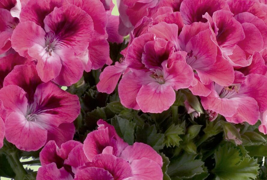 Muškát, pelargonie velkokvětá 'Aristo Salmon' - Pelargonium grandiflorum 'Aristo Salmon'
