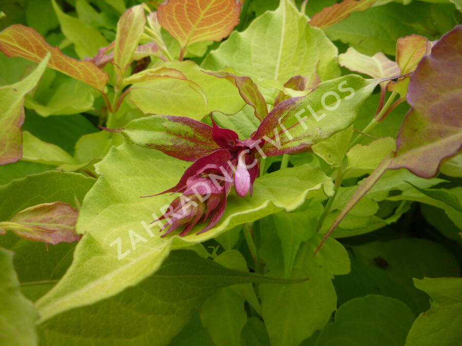 Leycestérie krásná 'Golden Lanterns' - Leycesteria formosa 'Golden Lanterns'