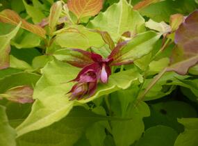 Leycestérie krásná 'Golden Lanterns' - Leycesteria formosa 'Golden Lanterns'
