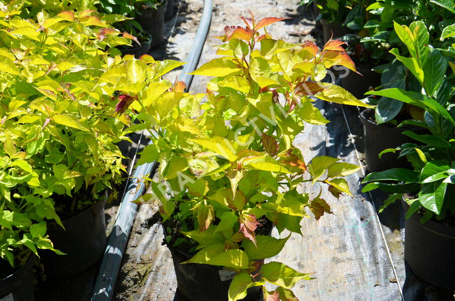 Leycestérie krásná 'Golden Lanterns' - Leycesteria formosa 'Golden Lanterns'