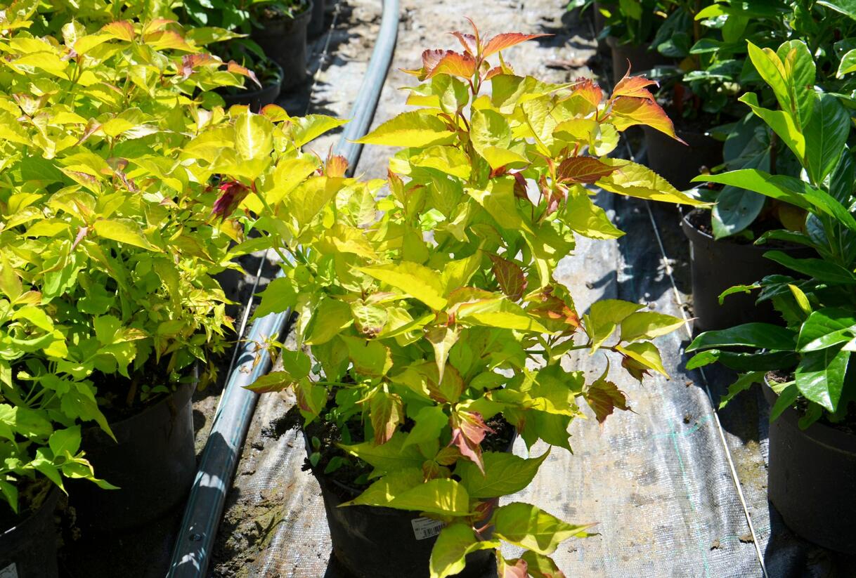 Leycestérie krásná 'Golden Lanterns' - Leycesteria formosa 'Golden Lanterns'