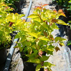 Leycestérie krásná 'Golden Lanterns' - Leycesteria formosa 'Golden Lanterns'