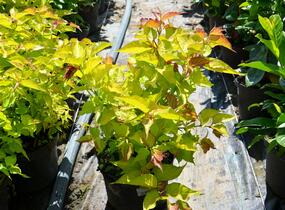 Leycestérie krásná 'Golden Lanterns' - Leycesteria formosa 'Golden Lanterns'