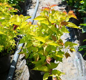 Leycestérie krásná 'Golden Lanterns' - Leycesteria formosa 'Golden Lanterns'