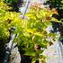 leycesterie-krasna-golden-lanterns.jpg