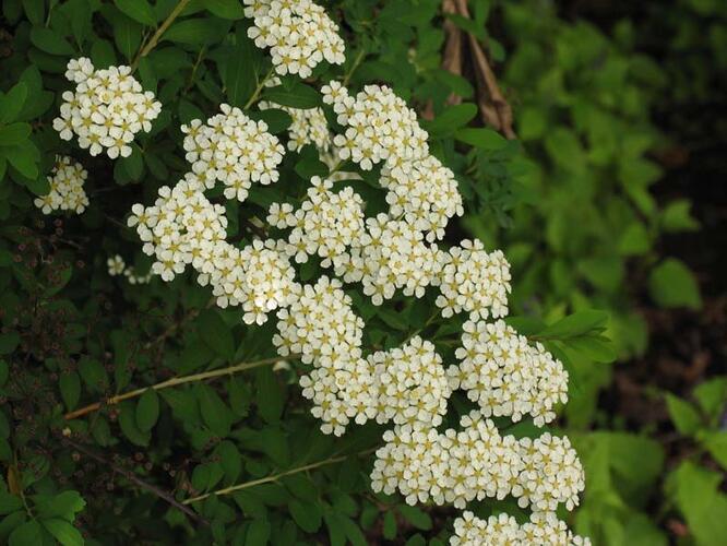Tavolník nipponský - Spiraea nipponica