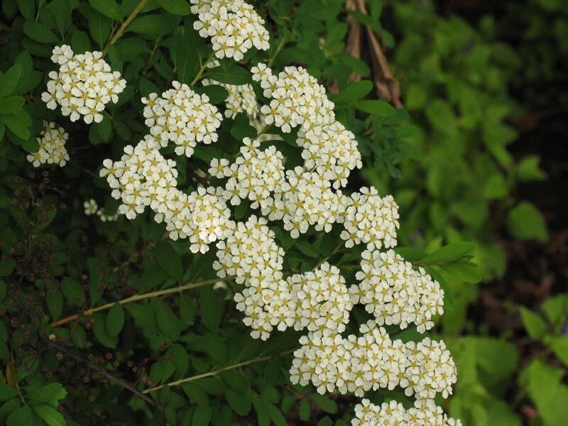 Tavolník nipponský - Spiraea nipponica