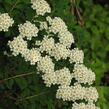 Tavolník nipponský - Spiraea nipponica
