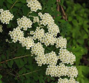 Tavolník nipponský