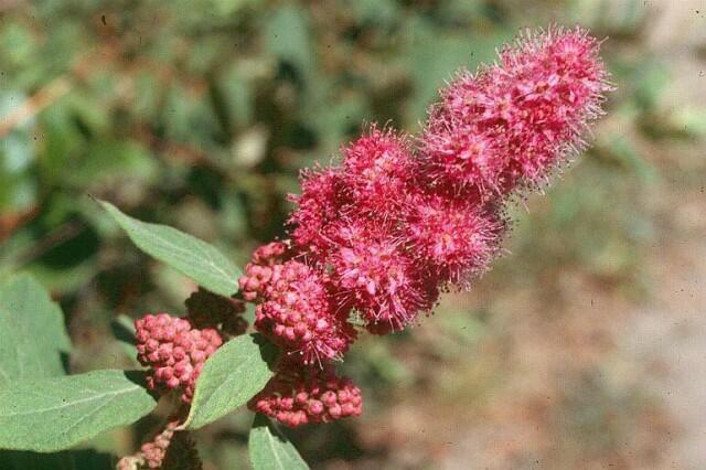 Tavolník Douglasův - Spiraea douglasii