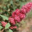 Tavolník Douglasův - Spiraea douglasii