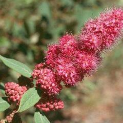 Tavolník Douglasův - Spiraea douglasii