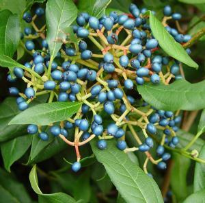 Kalina 'Jermyn's Globe' - Viburnum globosum 'Jermyn's Globe'