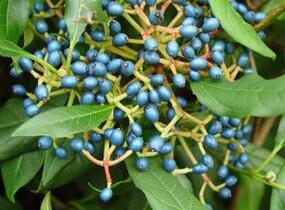 Kalina 'Jermyn's Globe' - Viburnum globosum 'Jermyn's Globe'