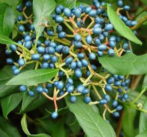 Kalina 'Jermyn's Globe' - Viburnum globosum 'Jermyn's Globe'