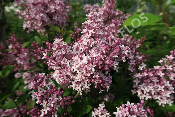 Šeřík 'Josee' - Syringa 'Josee'