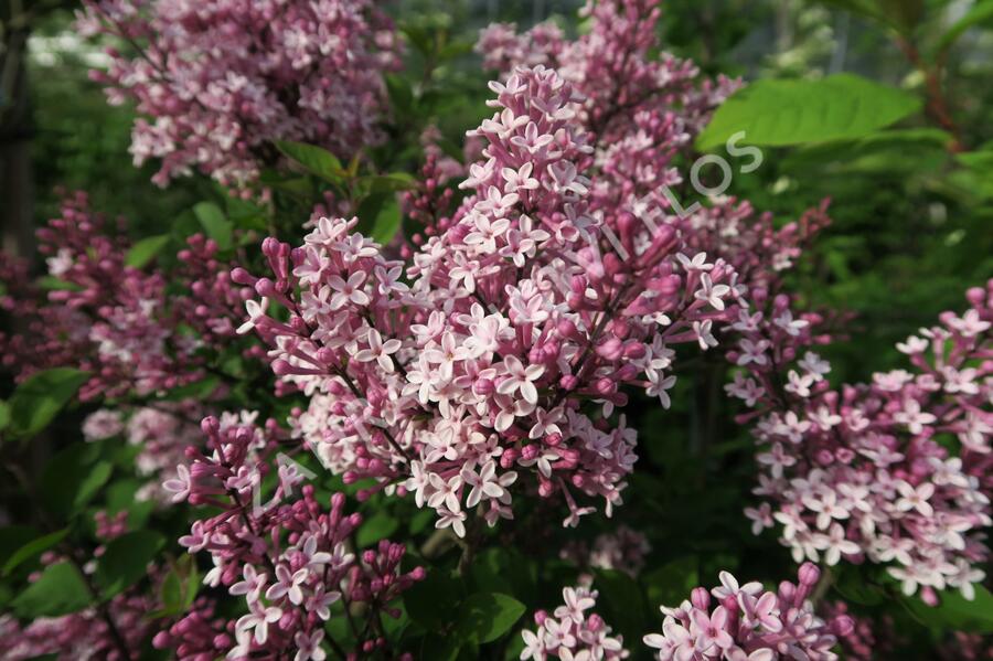 Šeřík 'Josee' - Syringa 'Josee'