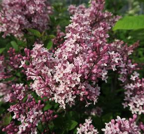 Šeřík 'Josee' - Syringa 'Josee'