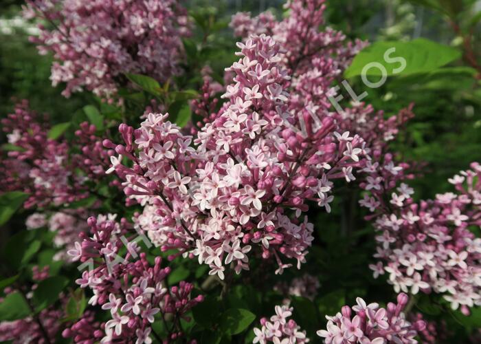 Šeřík 'Josee' - Syringa 'Josee'