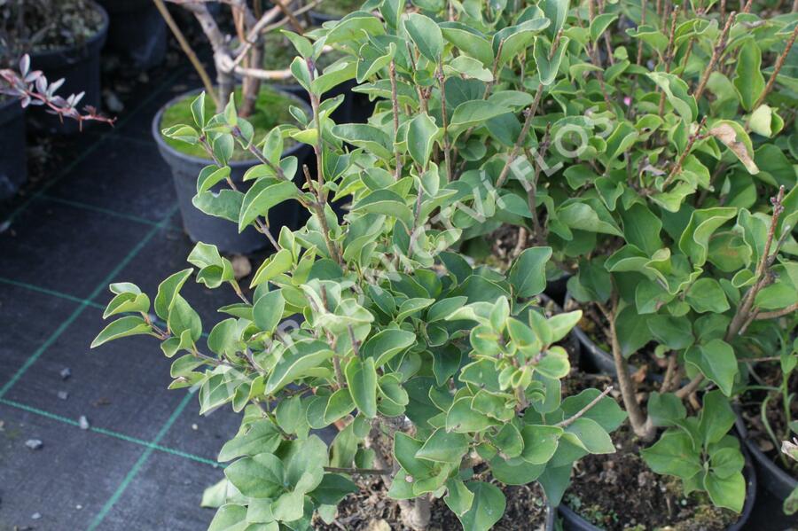 Šeřík 'Josee' - Syringa 'Josee'