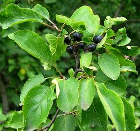 Řešetlák počistivý - Rhamnus catharticus