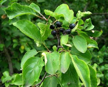 Řešetlák počistivý