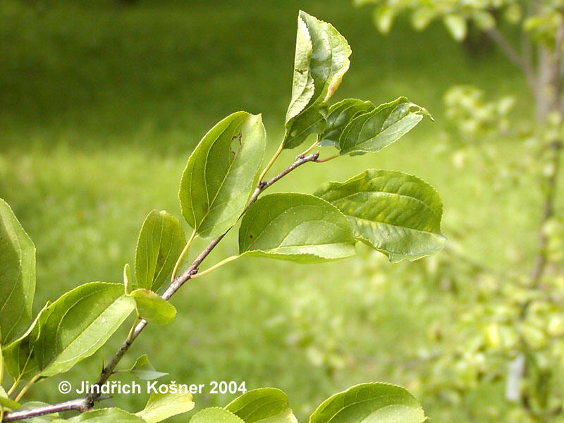Řešetlák počistivý - Rhamnus catharticus