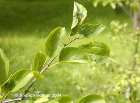 Řešetlák počistivý - Rhamnus catharticus