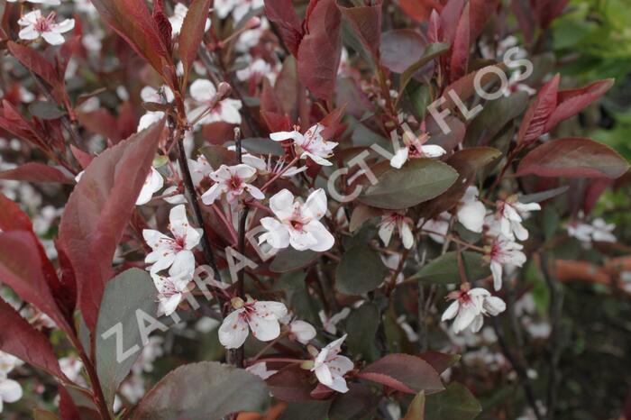 Myrobalán cistena 'Crimson Dwarf' - Prunus cistena 'Crimson Dwarf'