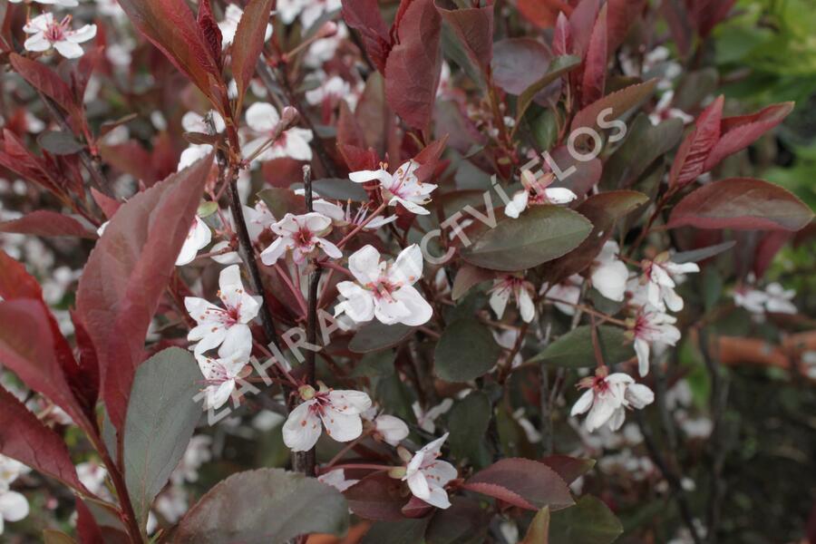 Myrobalán cistena 'Crimson Dwarf' - Prunus cistena 'Crimson Dwarf'