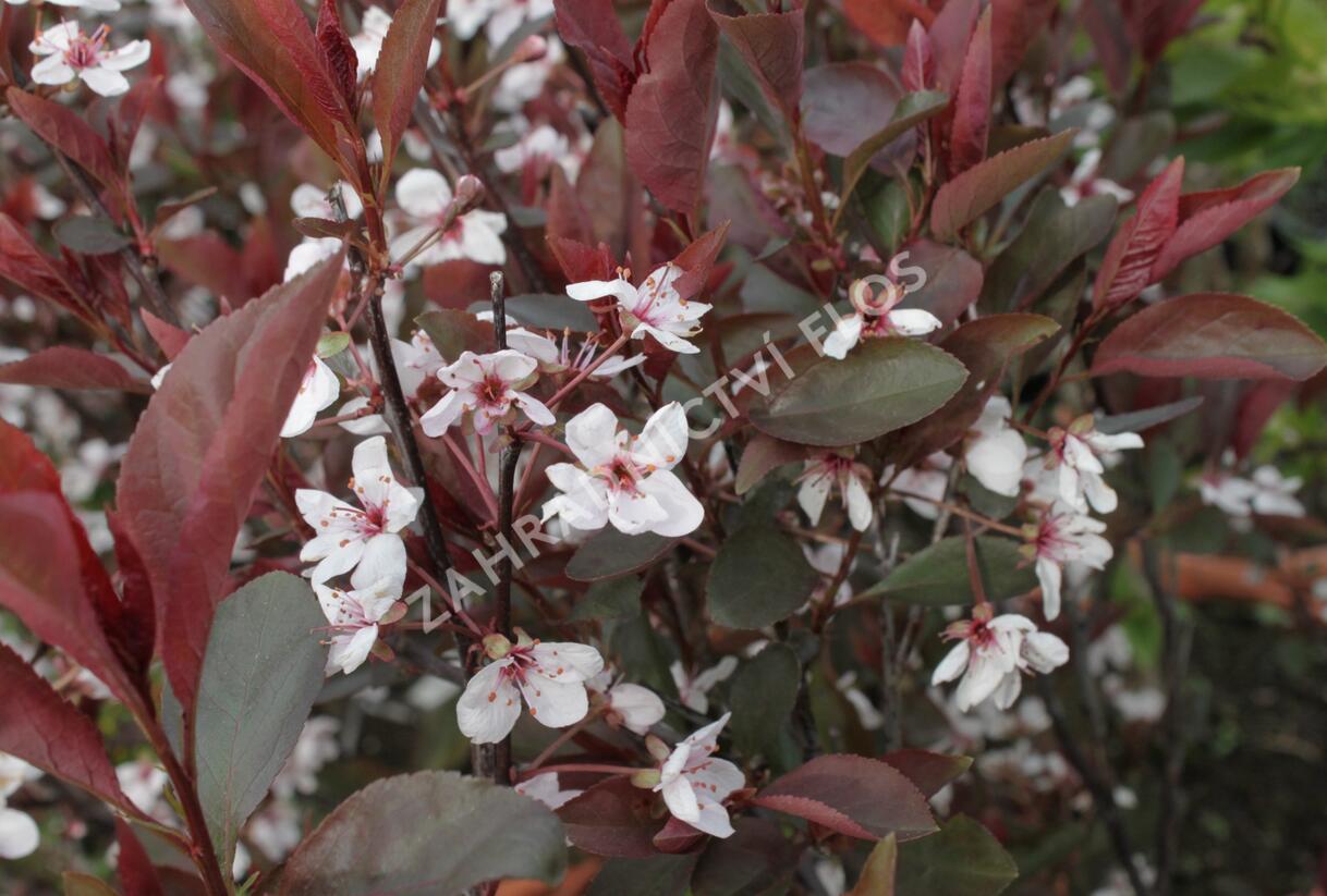 Myrobalán cistena 'Crimson Dwarf' - Prunus cistena 'Crimson Dwarf'