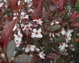 Myrobalán cistena 'Crimson Dwarf'