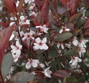 Myrobalán cistena 'Crimson Dwarf' - Prunus cistena 'Crimson Dwarf'