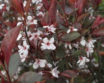 Myrobalán cistena 'Crimson Dwarf'