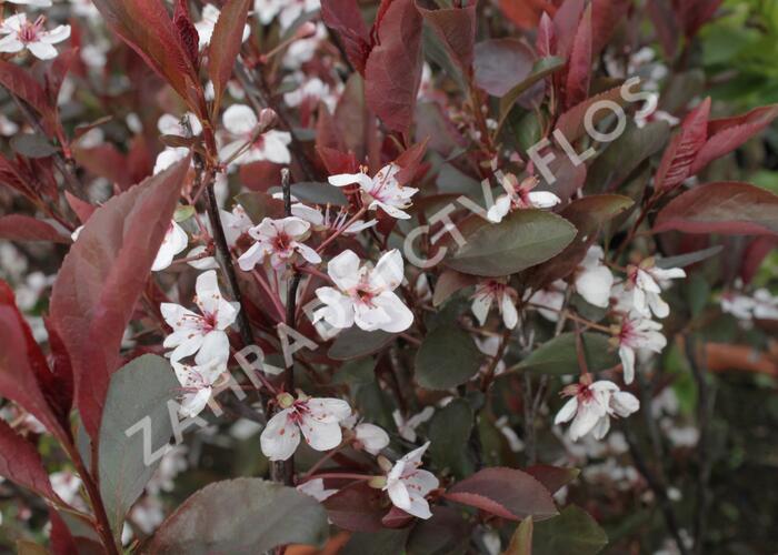 Myrobalán cistena 'Crimson Dwarf' - Prunus cistena 'Crimson Dwarf'