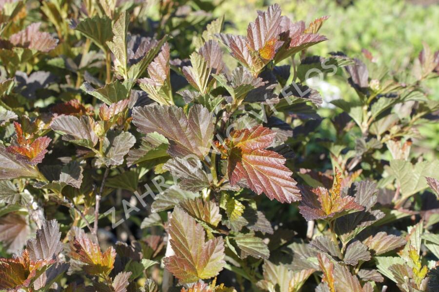 Tavola kalinolistá 'André' - Physocarpus opulifolius 'André'